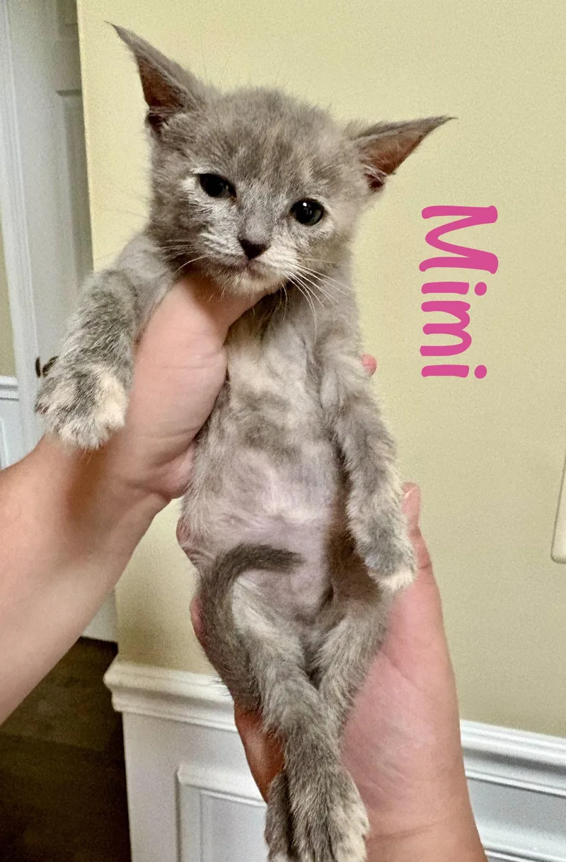 A baby medium-sized female Gray / Blue / Silver Domestic Short Hair cat named Mimi for adoption in Reston, VA