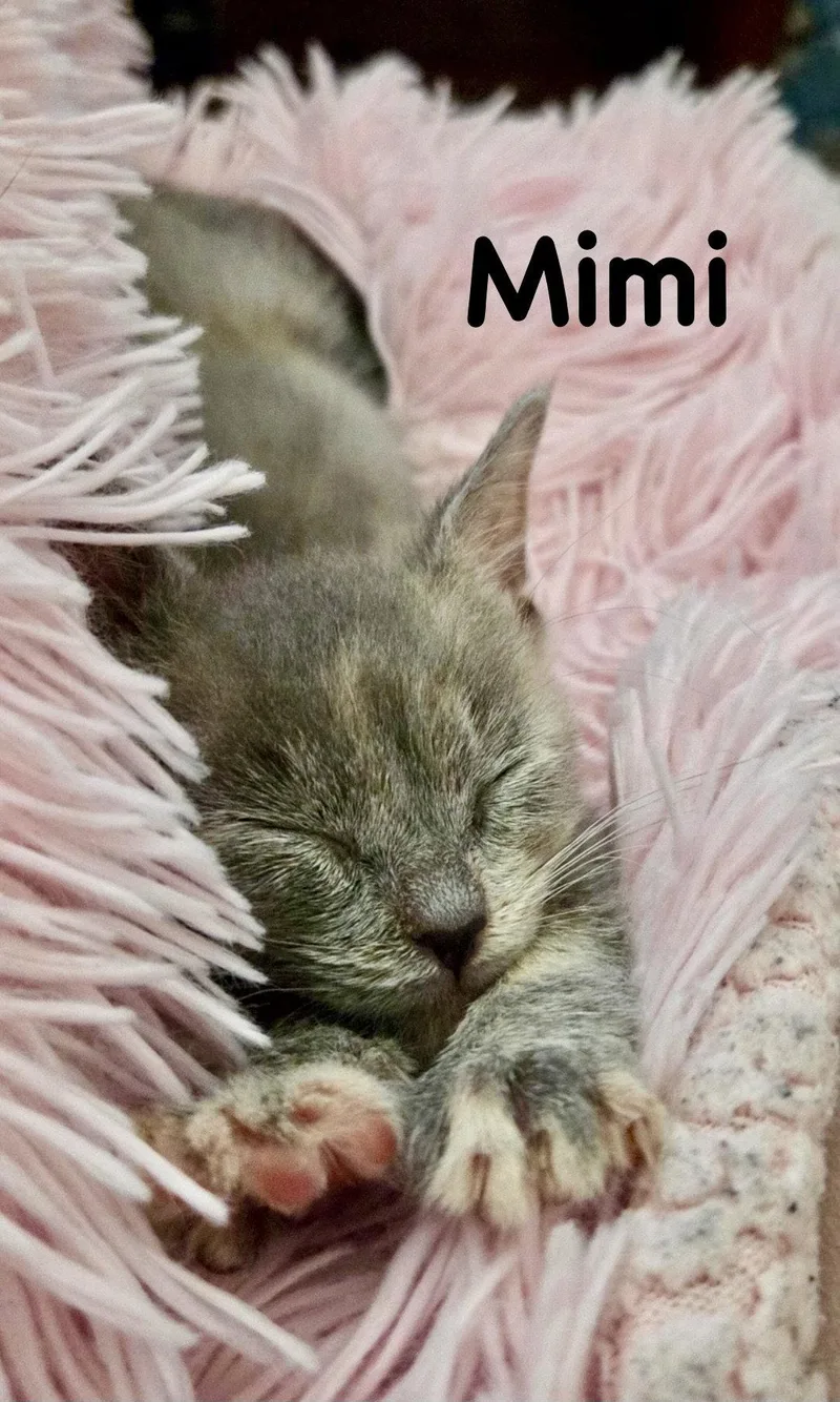 Mimi thumbnail 3