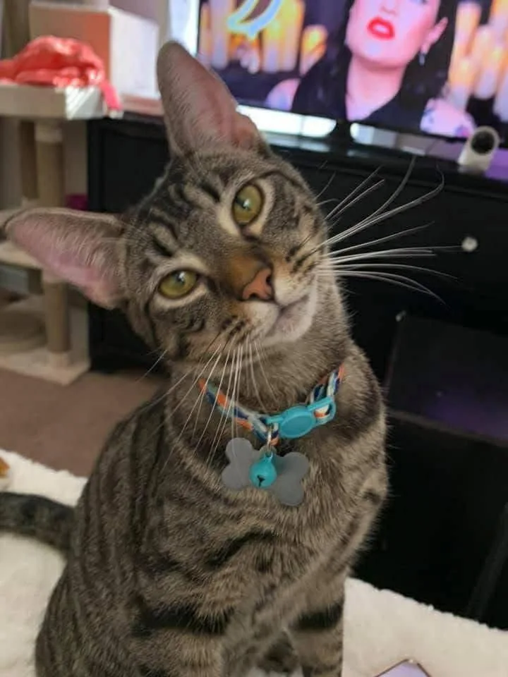 An adult medium-sized male Domestic Short Hair cat named Bynx for adoption in Herndon, VA