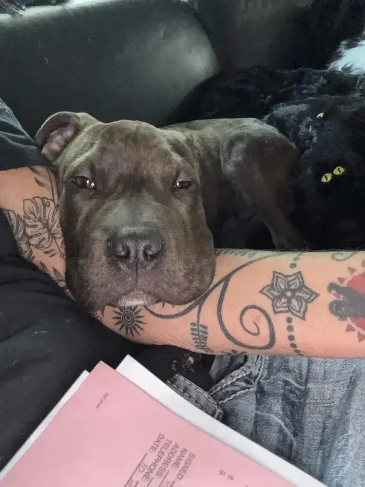 A baby medium-sized male Mixed Breed dog named Cooperr for adoption in Grand Rapids, MI
