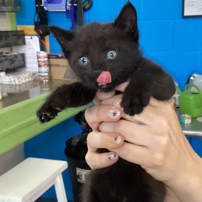 A baby small-sized male Black Domestic Short Hair cat named Ireland for adoption in Montgomery, AL