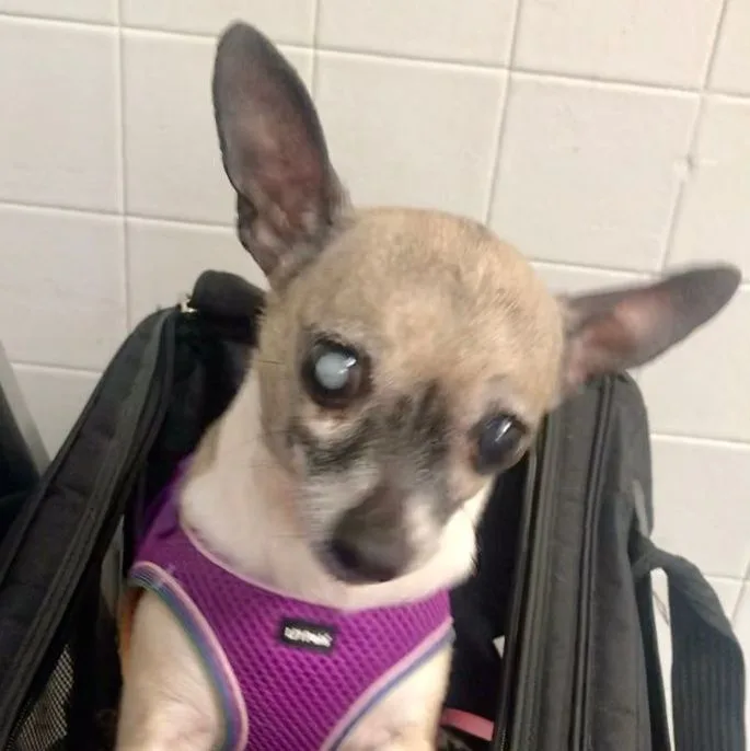 Ellie Sue thumbnail 2