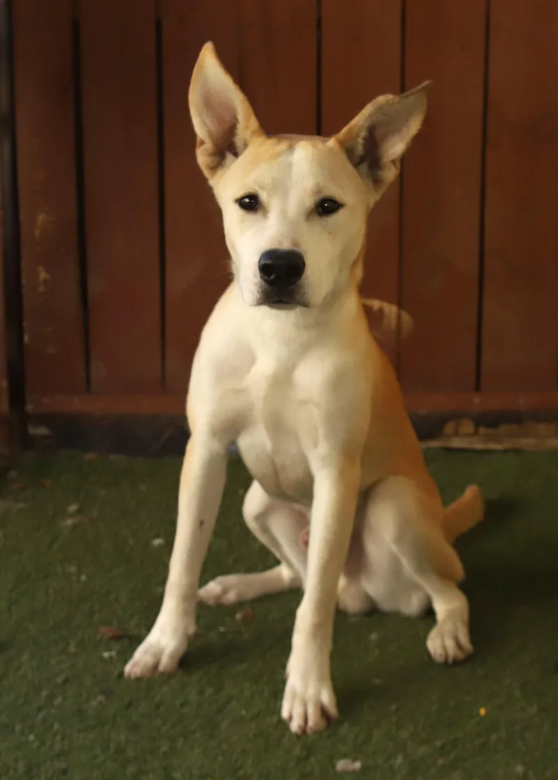 An adult large-sized male Husky dog named Handsome for adoption in Oakland Park, FL