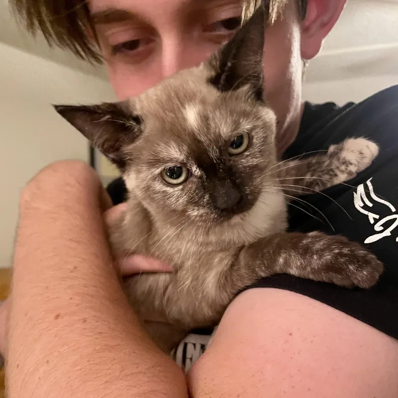 A baby medium-sized female Seal Point Siamese cat named Topaz for adoption in Austin, TX