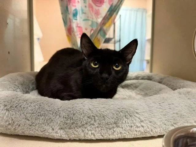 An adult small-sized female Domestic Short Hair cat named Banshee for adoption in Fairfield, CA