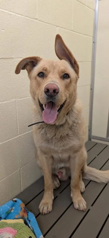 An adult medium-sized male Golden Yellow Labrador Retriever dog named Copper for adoption in Warren, PA