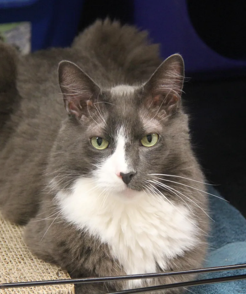 An adult large-sized male Gray & White Domestic Medium Hair cat named Jack for adoption in Norton, MA