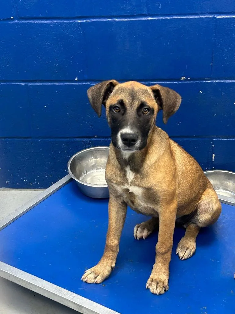 A baby medium-sized female Terrier dog named Gabrielle for adoption in Hartsville, SC