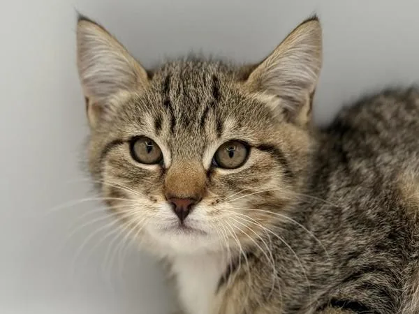 A baby small-sized female Domestic Short Hair cat named Blue for adoption in Portland, OR