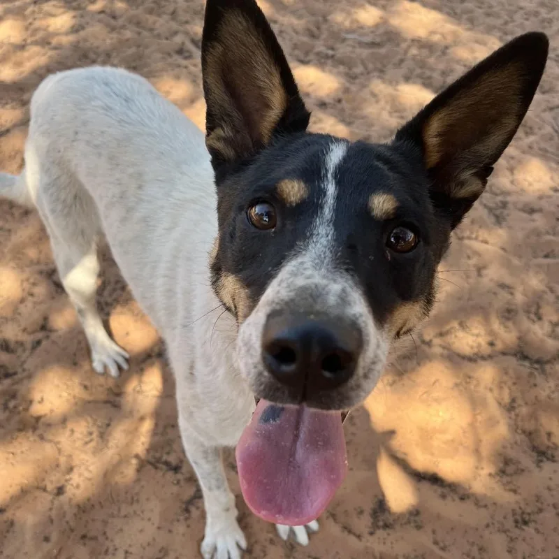 An adult medium-sized male White / Cream Cattle Dog dog named Doug for adoption in Branford, CT