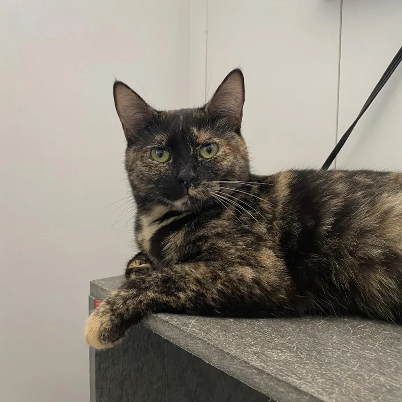 A young medium-sized female Tortoiseshell Domestic Short Hair cat named Piper for adoption in Green Bay, WI