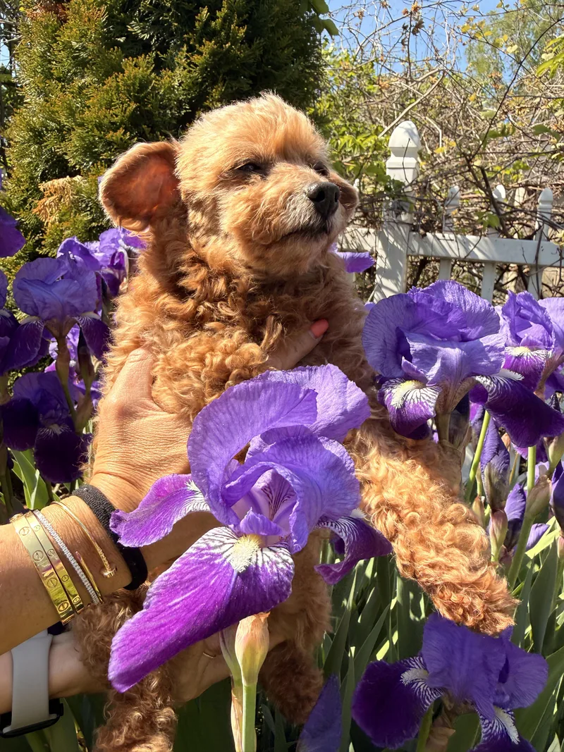 An adult small-sized male Poodle (Toy) dog named Monty for adoption in Thornwood, NY
