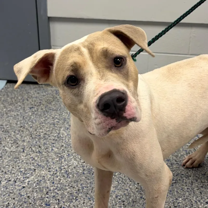 A young medium-sized female White / Cream Mixed Breed dog named Bullwinkle for adoption in Greenville, SC
