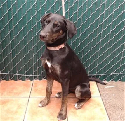 A young medium-sized female Doberman Pinscher dog named Oleander for adoption in Downey, CA