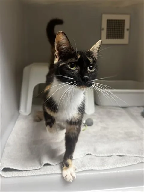 A young medium-sized female Domestic Short Hair cat named Fruity Pebbles for adoption in Statesville, NC