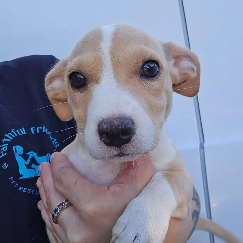 A baby medium-sized female Yellow / Tan / Blond / Fawn Mixed Breed dog named Harbour for adoption in Williston, FL