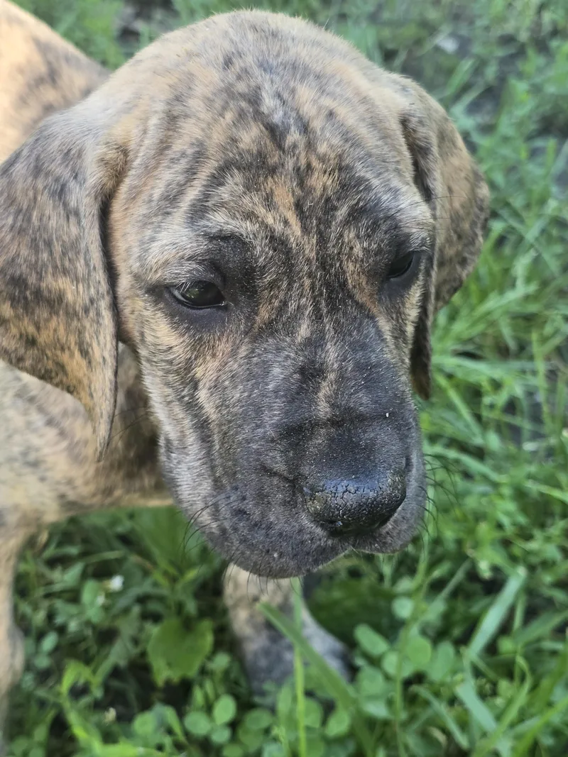 A baby extra large-sized male Brindle Great Dane dog named Thor for adoption
