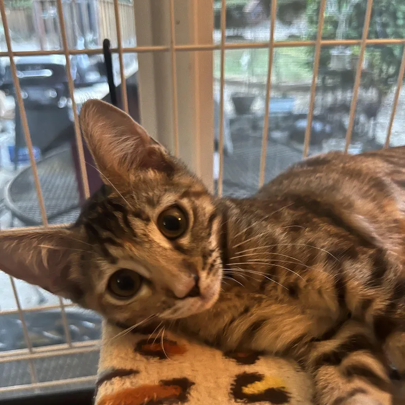 A young medium-sized female Tabby (Gray / Blue / Silver) Tabby cat named Kate M. for adoption in Sacramento, CA