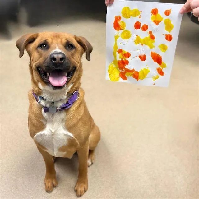 A young large-sized male Rhodesian Ridgeback dog named Teddy for adoption in Aurora, CO