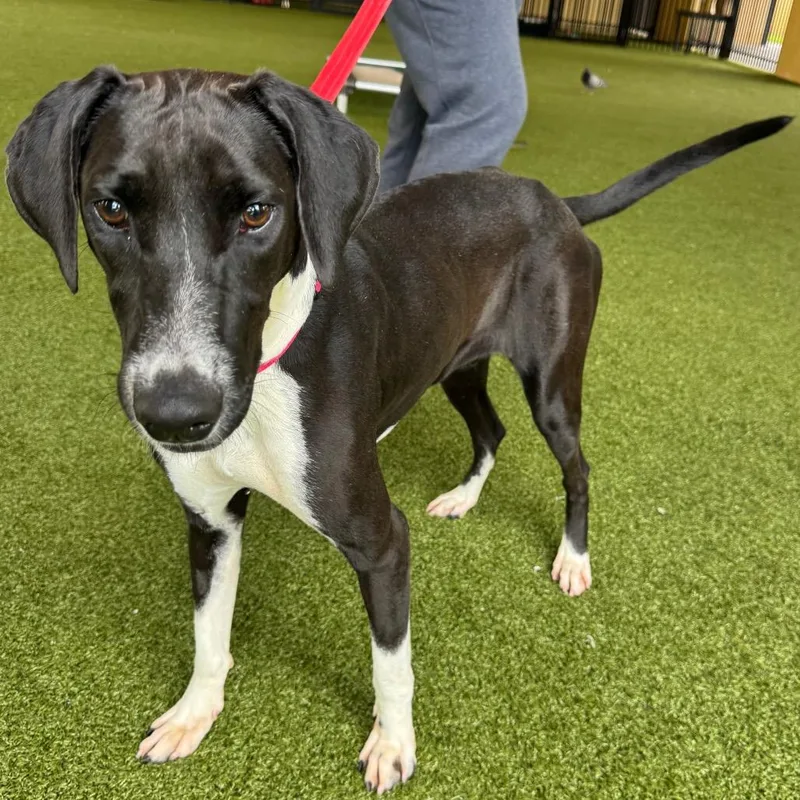 A young medium-sized female Black Mixed Breed dog named Summer for adoption in West Palm Beach, FL