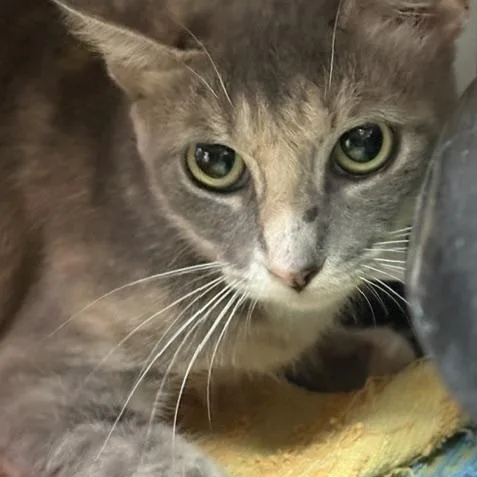 An adult medium-sized female Dilute Tortoiseshell cat named Dora for adoption in Porter, TX