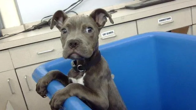 A baby large-sized male Mixed Breed dog named Sparky for adoption in Dallas, TX