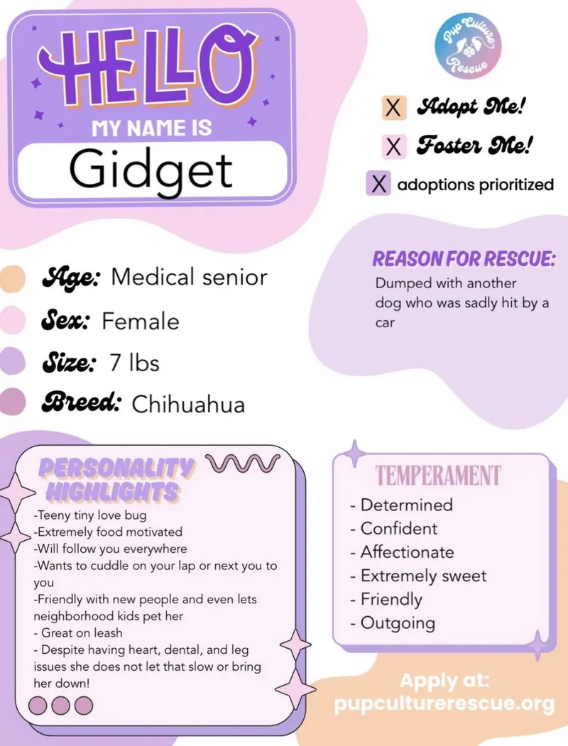 A senior small-sized female Chihuahua dog named Gidget for adoption in Pasadena, CA