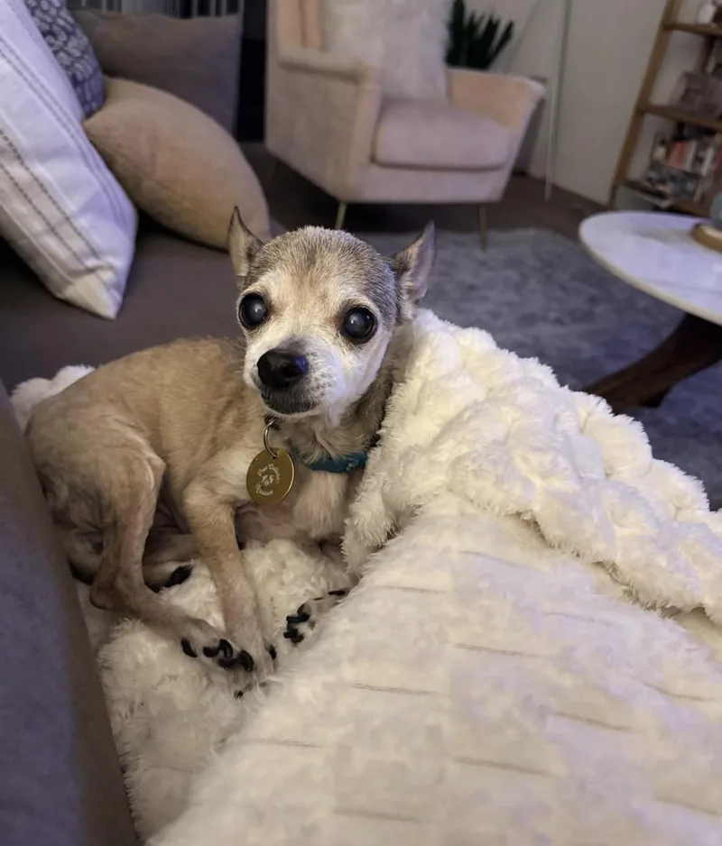 Gidget thumbnail 2