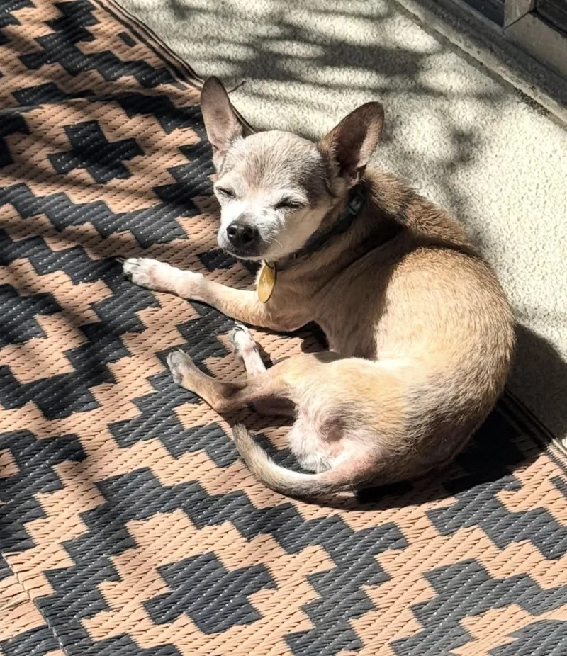 Gidget thumbnail 3
