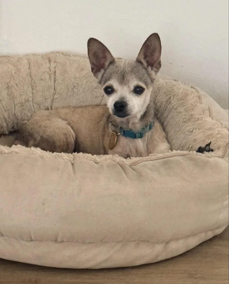 Gidget thumbnail 4