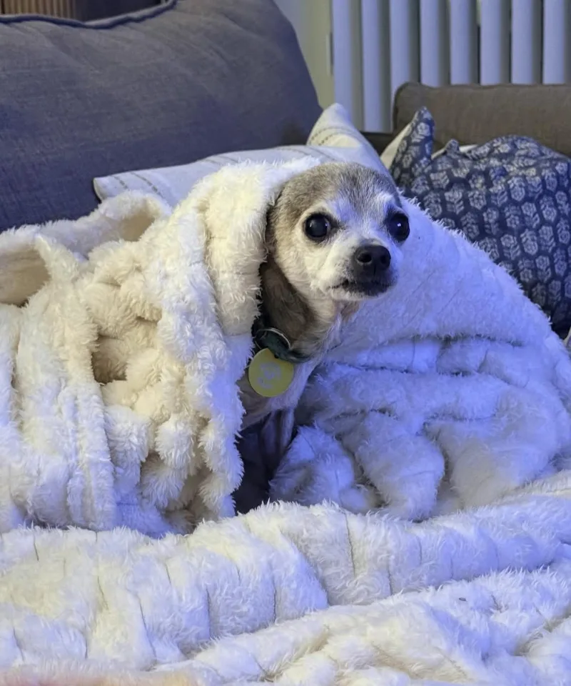 Gidget thumbnail 5