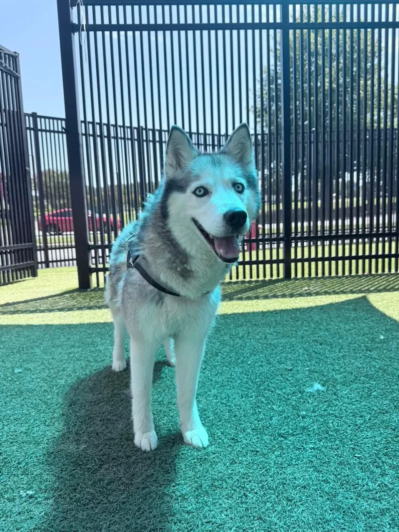 An adult medium-sized female Siberian Husky dog named Nicki for adoption in Stuart, VA
