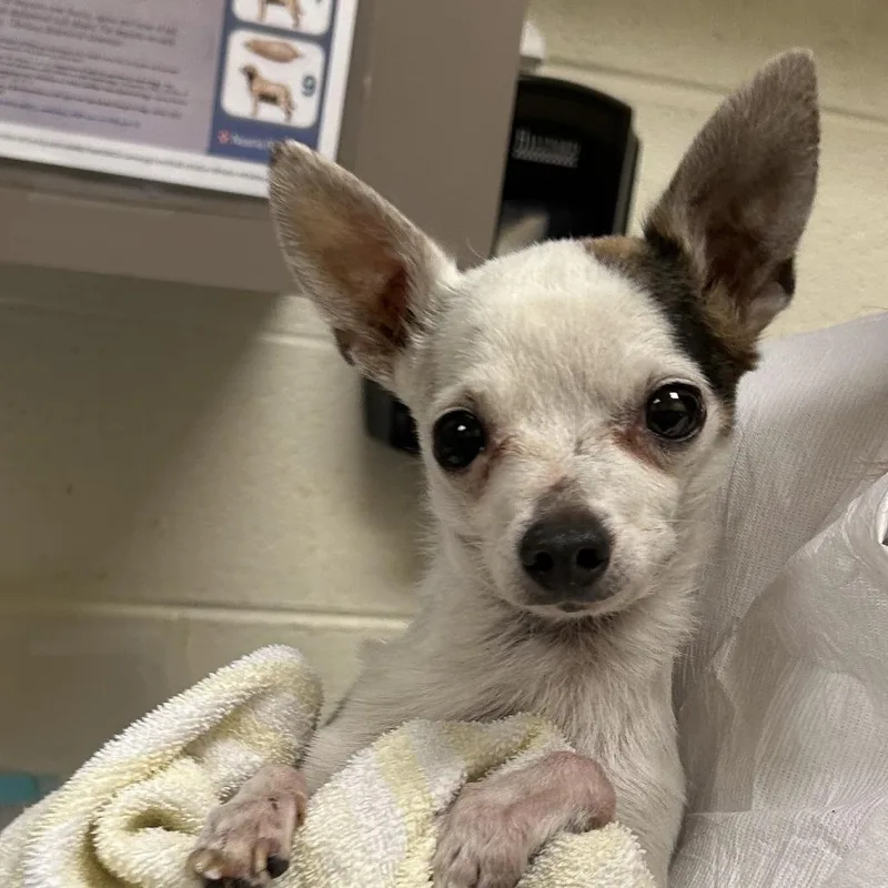 A senior small-sized male White / Cream Mixed Breed dog named Johnny for adoption in Asheville, NC