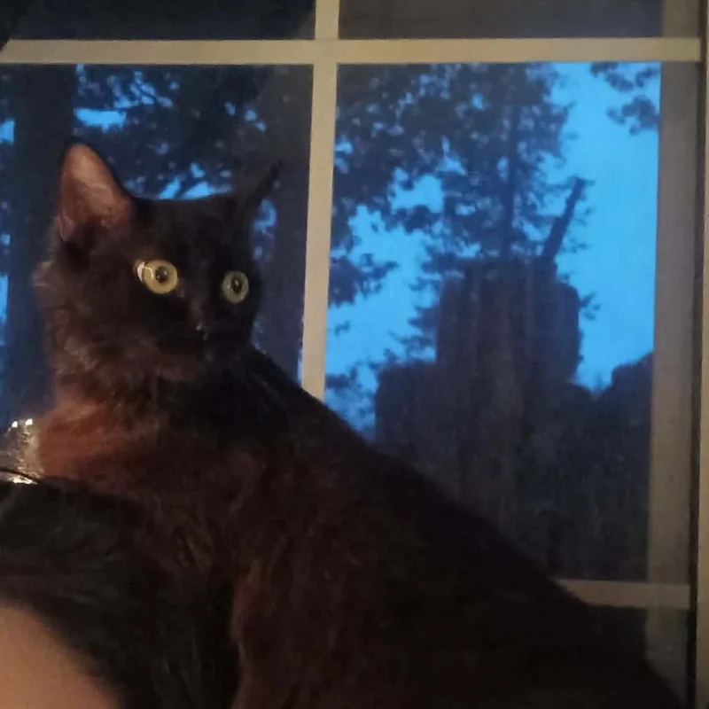 A young medium-sized female Domestic Long Hair cat named Bette Midler for adoption in mount vernon, AR