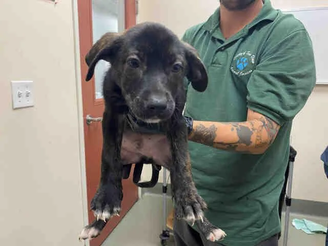 A baby medium-sized male Hound dog named Aragorn for adoption in Bonita, CA