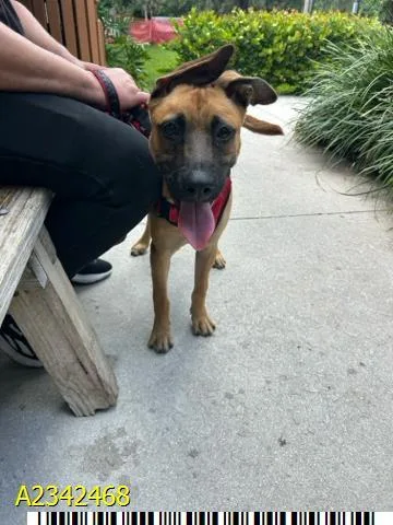 A young medium-sized male Mixed Breed dog named Link for adoption in West Palm Beach, FL