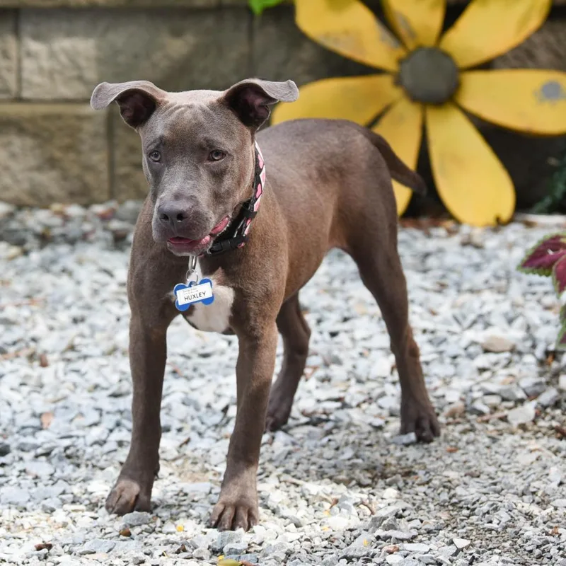 A young medium-sized male Gray / Blue / Silver Pit Bull Terrier dog named Huxley for adoption in Wake Forest, NC