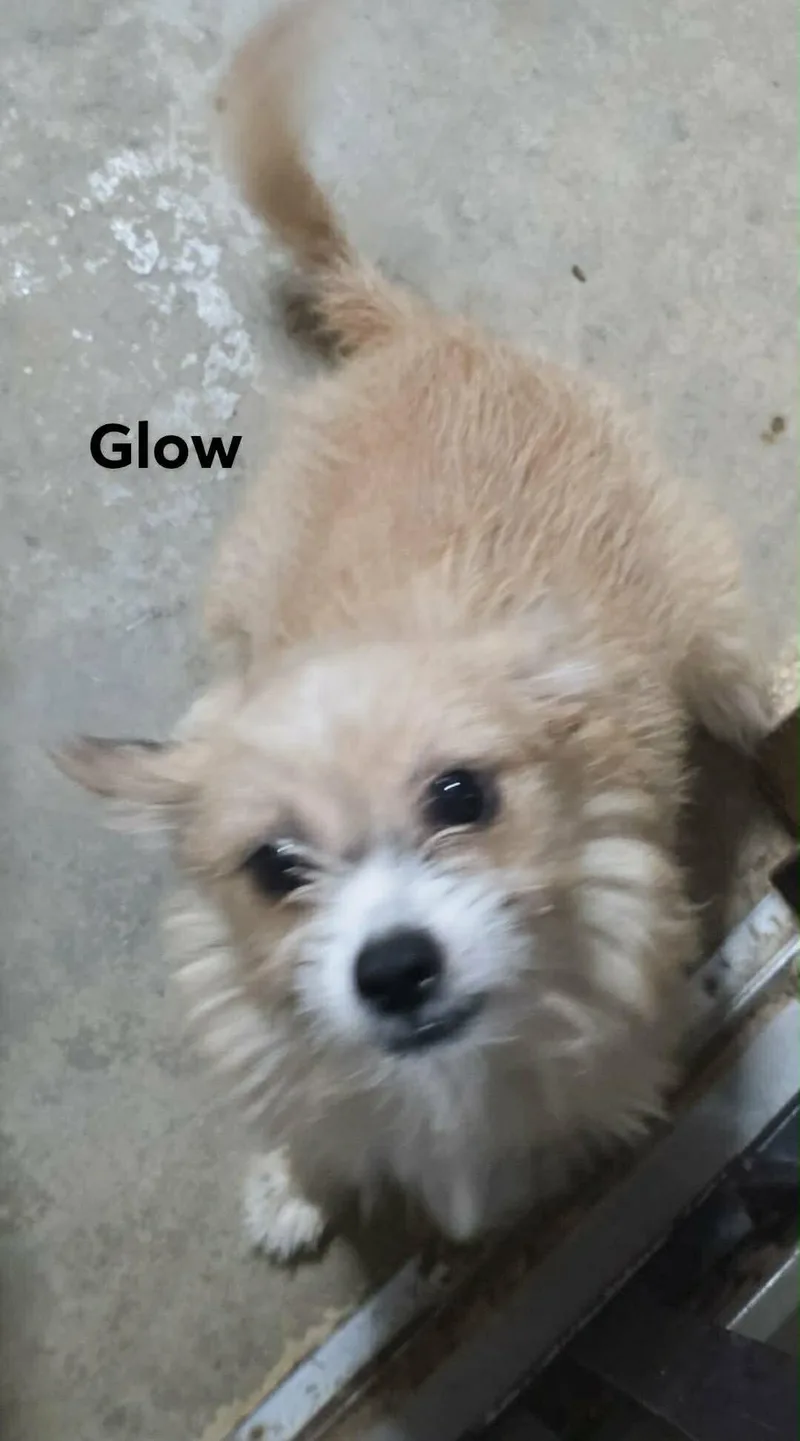 A baby small-sized female Terrier dog named Glow for adoption in Windsor, CO