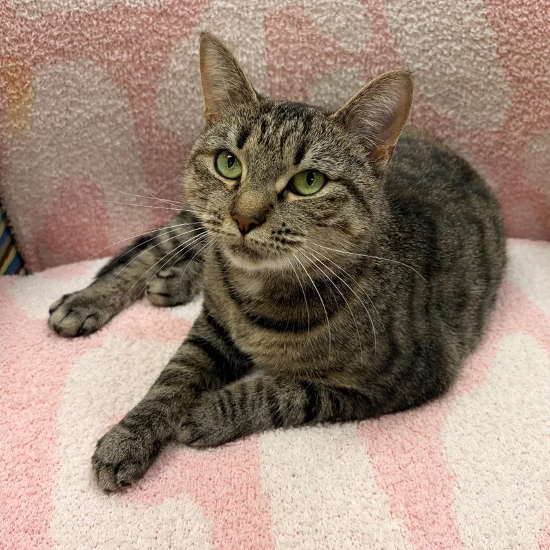 An adult medium-sized female Brown / Chocolate Domestic Short Hair cat named Maya for adoption in Lynchburg, VA