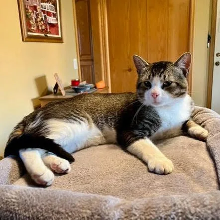 A young large-sized male Gray / Blue / Silver Domestic Short Hair cat named Romeo The Second C for adoption in Princeton, MN