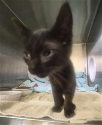 A baby small-sized male Domestic Short Hair cat named Katsu for adoption in Fremont, CA