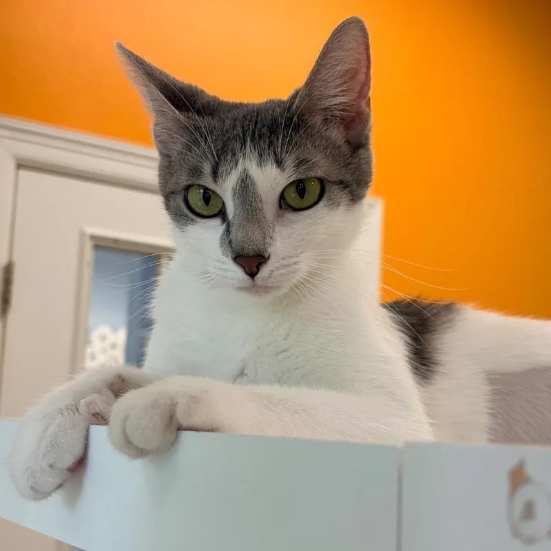 A young medium-sized female Domestic Short Hair cat named Arlo for adoption in Magnolia, TX