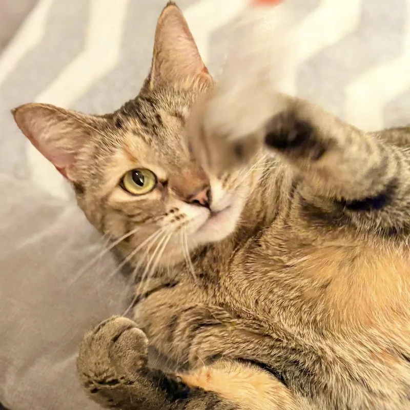 An adult large-sized female Brown / Chocolate Domestic Short Hair cat named Bianca for adoption in West Olive, MI