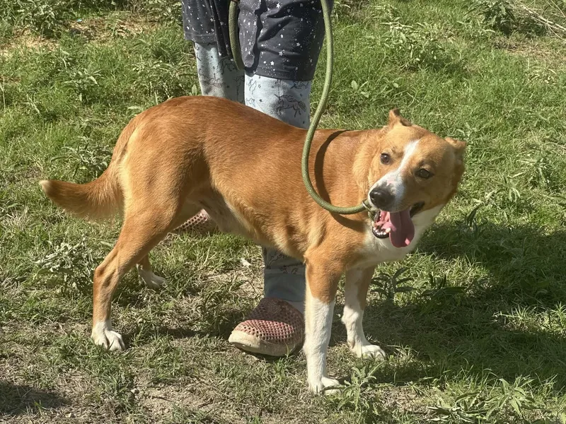 An adult medium-sized male Basenji dog named Victor for adoption in Joshua, TX