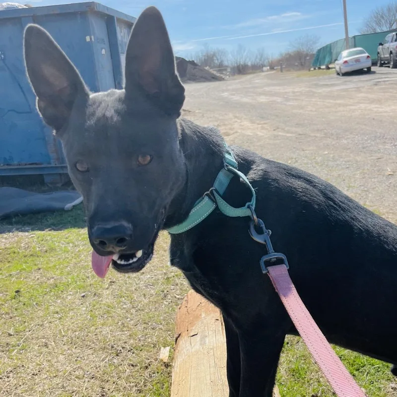 A young medium-sized male Black Mixed Breed dog named Jagger for adoption in Pauls Valley, OK