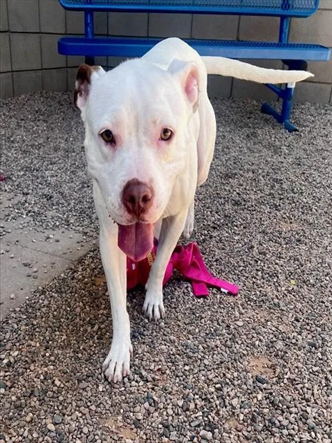 An adult large-sized female Pit Bull Terrier dog named Breve for adoption in Mesa, AZ