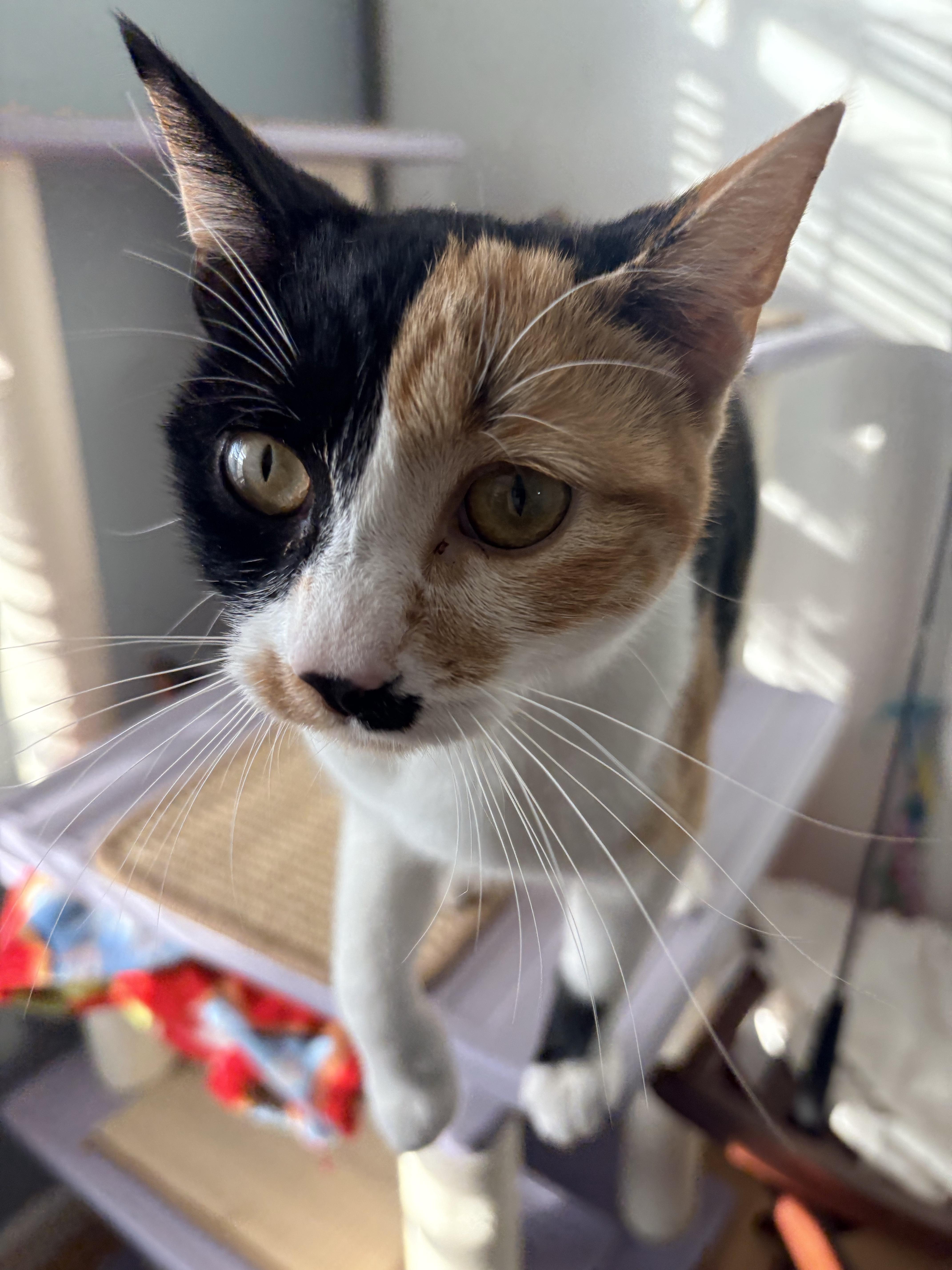 A young medium-sized female Calico Domestic Short Hair cat named Sneaks for adoption in Hayward, CA