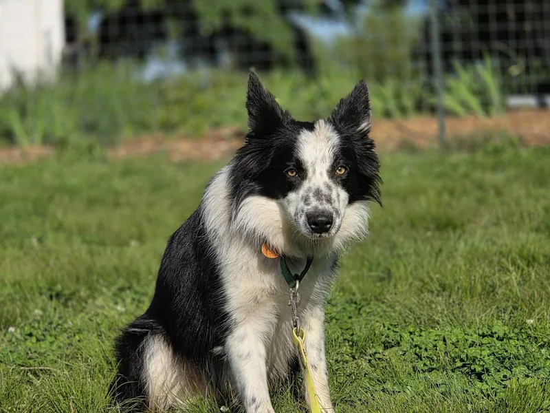 A young medium-sized male Border Collie dog named Jin for adoption in Chestertown, MD
