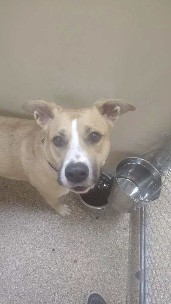 An adult large-sized female Shepherd dog named Banshee for adoption in Great Bend, KS
