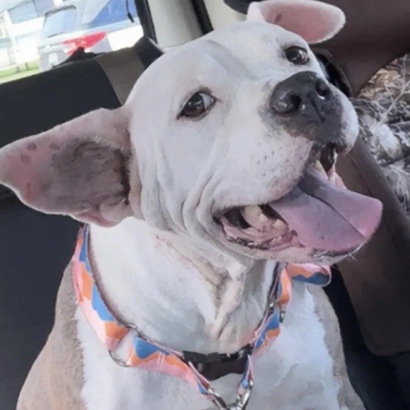An adult medium-sized female Brindle Pit Bull Terrier dog named Shirley for adoption in Gulfport, MS